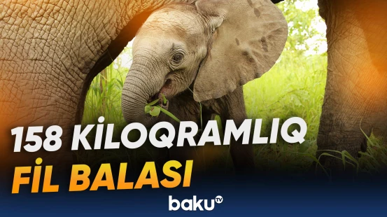 Çinin "Vəhşi Fil Vadisi"ndə rekord qeydə alındı