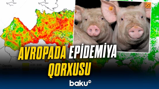 "Çöldə hansını görsələr, güllələyəcəklər" | Avropada təşviş