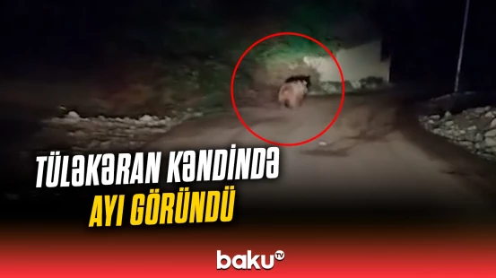 Tüləkəran kəndində ayı göründü