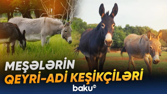 Uzunqulaqlar yanğınlara qarşı necə mübarizə aparır?