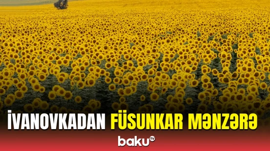 İvanovka kəndində günəbəxan tarlaları | Gözoxşayan görüntülər