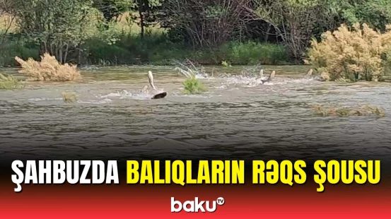 Şahbuzda balıqların çayda möhtəşəm oyunu | Su qızandan sonra oynamağa başlayırlar