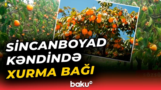 Şabranın Sincanboyad kəndindəki xurma bağından görüntülər