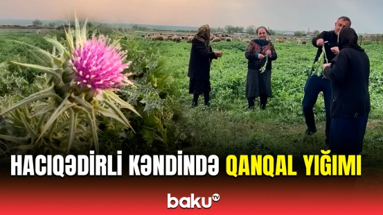 Şamaxının Hacıqədirli kəndində aparılan qanqal yığımından görüntülər