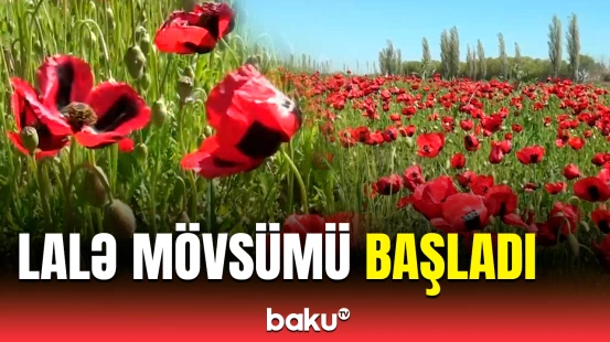 Xaçmazdan al-əlvan təbiət mənzərəsi