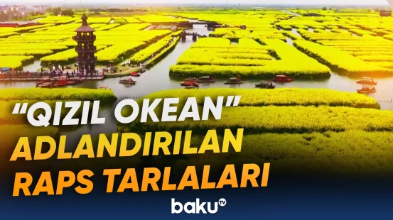 Çindəki raps tarlalarından heyrətamiz mənzərə
