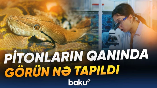 Pitonların qanı kimlərin dadına çatacaq?