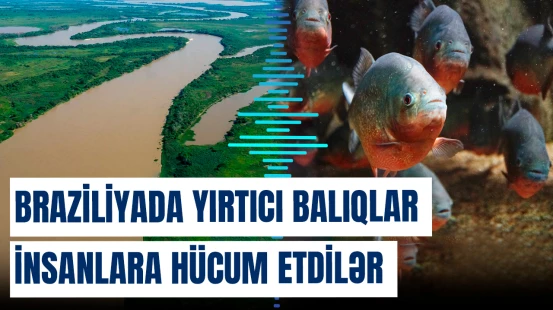Braziliyada yırtıcı balıqlar insanlara hücum etdilər