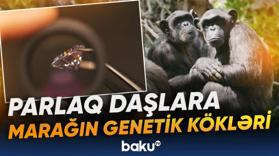 İnsanlar brilyantlara sevgini şimpanzelərdən miras alıblar?