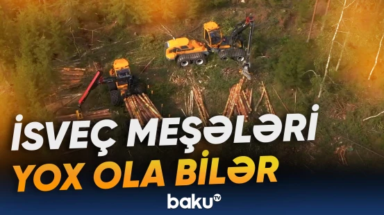 Ağacların kəsilməsi sürətlə artıb