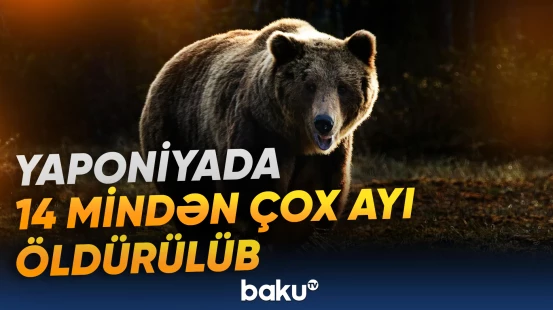 Yaponiyada ayılar niyə kütləvi şəkildə məhv edilir?