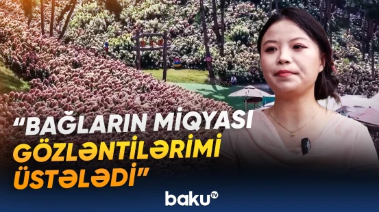 Quyçjou əyalətində minlərlə ortanca çiçəyi açıb