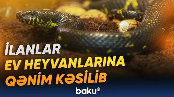 İsveçdə zəhər əleyhinə dərman vasitələrinin çatışmazlığı yaşanır