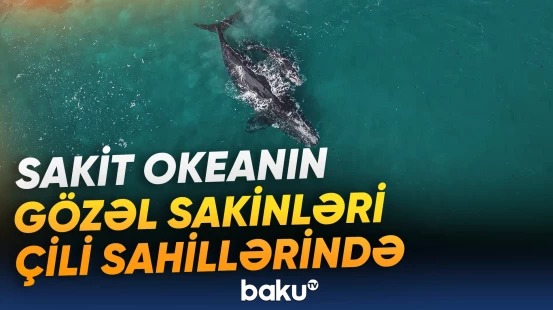 Sakit okeanın Çili sahillərində möhtəşəm balina ailəsi görüntülənib