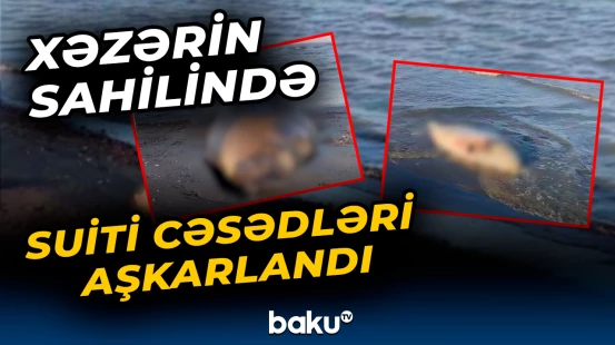 Xəzərin sahilində suiti cəsədləri aşkarlandı