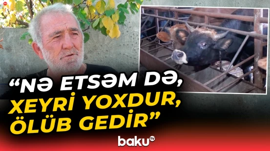 Qərb bölgəsində dabaq xəstəliyi fermerlərə böyük ziyan vurdu