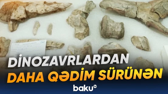 237 milyon il əvvəl yaşamış nəhəngin qalıqları tapılıb