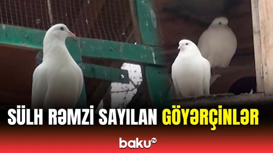 Sülh quşu hesab edilən göyərçinlər