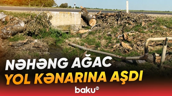 Goranboyda nəhəng qovaq ağacı yol kənarına aşdı