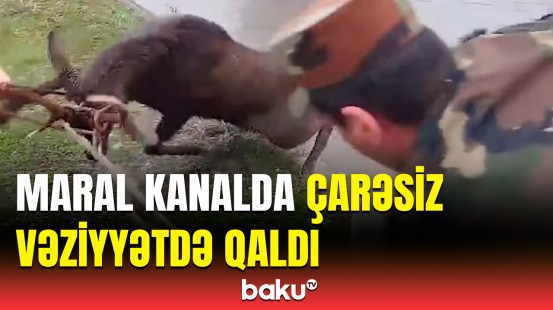 Kanala düşən maral belə xilas edildi | FHN görüntülər yaydı