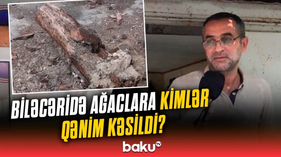 Biləcəri parkında ağaclar kütləvi kəsilir | Aidiyyəti qurumlar nə düşünür?