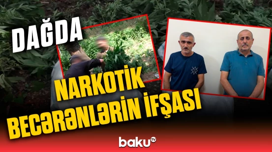 Balakəndə 3 narkoplantasiya necə aşkarlandı?