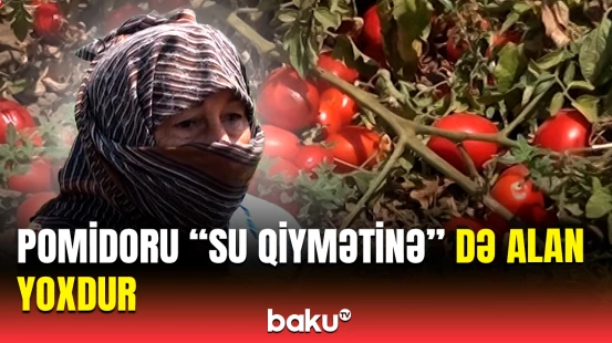 Təsərrüfat sahibləri çıxılmaz vəziyyətdə | “10 min manatdan çox ziyandayıq”