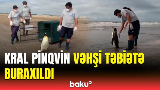 Argentinada kral pinqvin vəhşi təbiətə buraxıldı