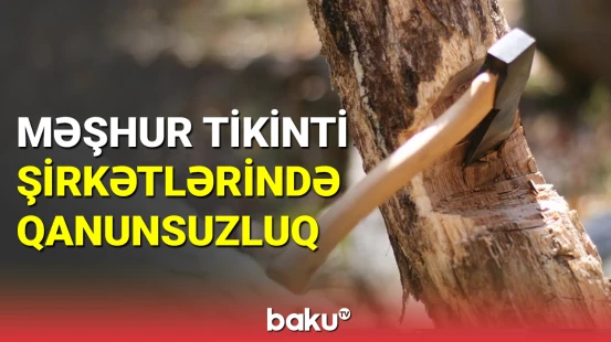 Bakıda kəsilən ağaçlarla bağlı Baş Prokurorluğa müraciət olundu
