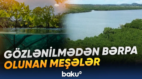 Manqrovlar sahilyanı əraziləri təbii fəlakətlərdən qoruma qabiliyyətinə malikdir