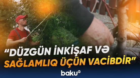 Ağacların budanması necə və nə vaxt aparılır?