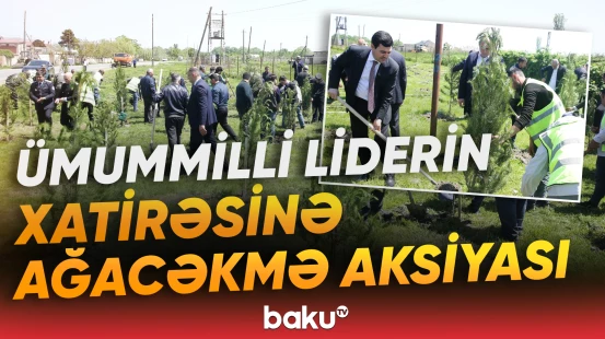 Xaçmazda ekoloji aksiya çərçivəsində 500 şam ağacı əkildi