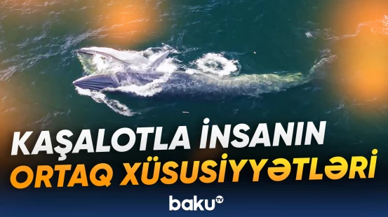 Balinaların bu növünün özünəməxsus "əlifba"sı mövcuddur