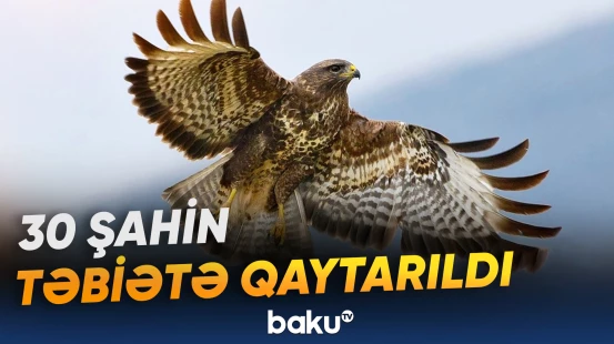 Altayda nadir quşların populyasiyasını bərpa etmək üçün 30 şahin təbiətə qaytarılıb