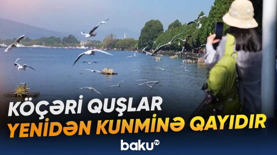 Qağayıların gəlişi Kunmində ənənəvi müşahidə mövsümünü başladıb