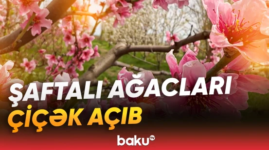 Xaçmazda çiçək açan şaftalı ağaclarının gözoxşayan görüntüsü