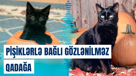 İspaniyada bu pişikləri sahiblənmək niyə qadağan edildi?