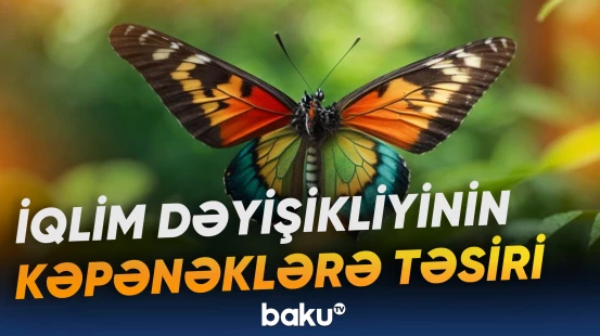 Həşəratlar bütün dünyada yaşayış areallarını dəyişib