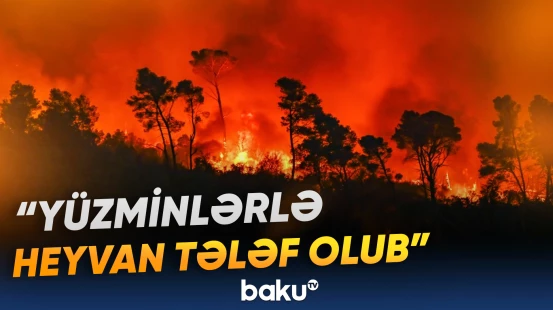 Meşə yanğınları vəhşi təbiətə böyük ziyan vurdu