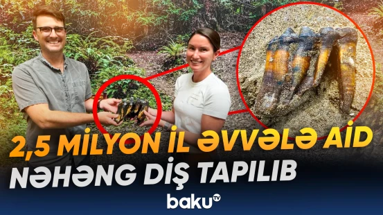 2,5 milyon il əvvələ aid nəhəng diş tapılıb