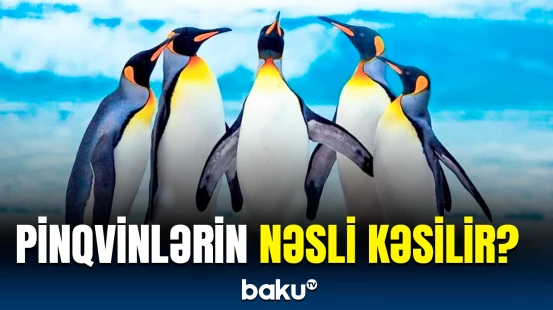 Yay aylarında nə qədər buz əriyib? | Tədqiqatçılardan dünyaya səs salan araşdırma