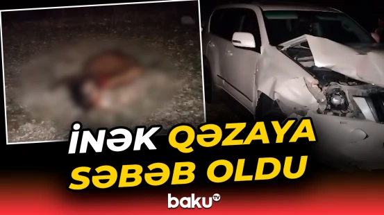 Oğuzda sahibsiz inəyin səbəb olduğu qəza