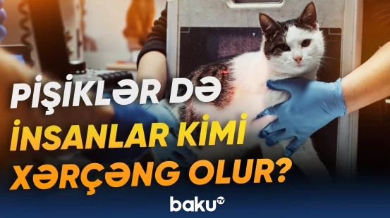 Pişiklərlə insanlar arasında xroniki xəstəliklə bağlı əlaqə aşkarlandı