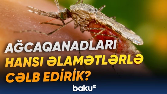 Mütəxəssisdən ağcaqanadlarla bağlı maraqlı açıqlama