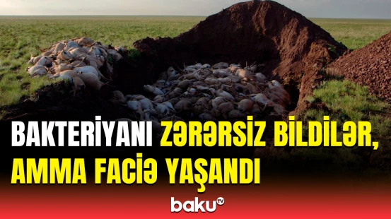 10 il sonra elə şeylər üzə çıxdı ki… | 200 mindən çox Sayqakın məhv olma səbəbi