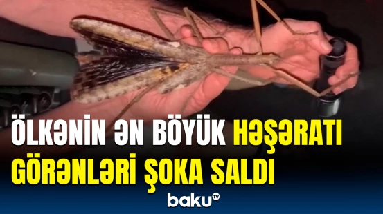 “Burada çoxlu yeni canlılar tapırıq” |  Yeni kəşflər dünya gündəmində