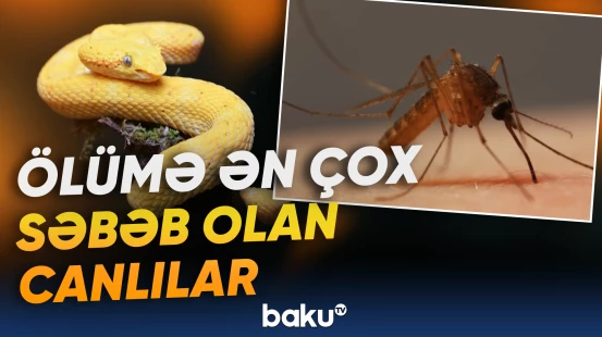 Ağcaqanadlar hər il azı 760 min nəfərin həyatına son qoyur