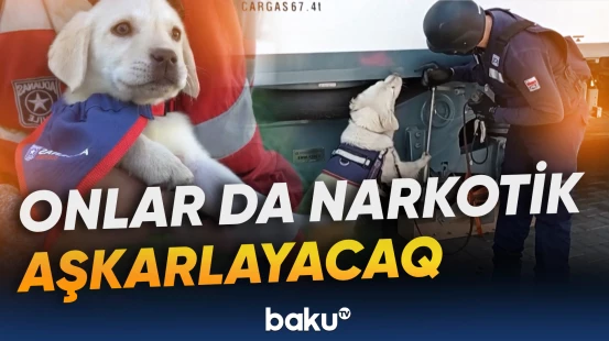 Çilidə bala itlərə narkotik aşkarlama təlimi keçirilir