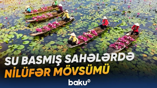 Vyetnamda su basmış əkin sahələrində ənənəvi məşğuliyyət Nilüfər mövsümü ilə canlanıb