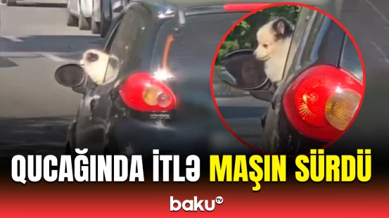 Heyvan sahibi sürücü yolda təhlükə yaratdı
